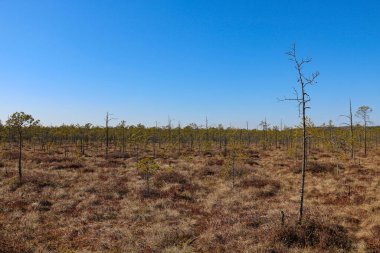 Genç ve güzel bir bataklık manzarası. Aşırı nem ve higrofili yaşam alanı örtüsüyle karakterize edilmiş bir arazi. Seçici odak