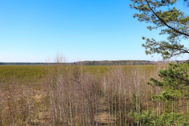 Genç bataklık. Aşırı nem ve higrofili yaşam alanı örtüsüyle karakterize edilmiş bir arazi. Seçici odak