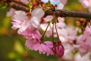 Tatlı kirazlı taze çiçekler, ilkbaharın başlarında. Prunus avium 'un kırmızı çiçekleri bulanık arkaplanda, kapat