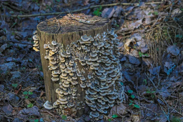 Stump Old Tree Microorganisms Appeared Selective Focus — Stock Photo, Image