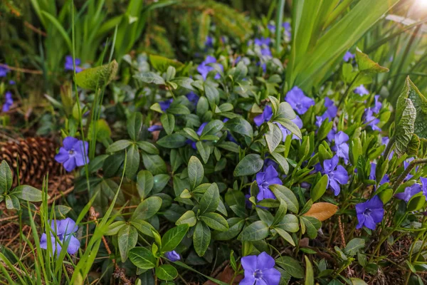 春や夏に美しい明るい青の野花 選択的焦点 — ストック写真