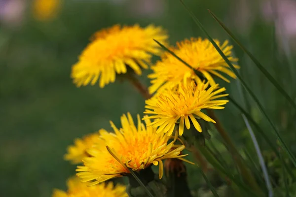 一般的なタンポポは野生の牧草地で成長します 自然の中で黄色の花 タンポポの花 — ストック写真
