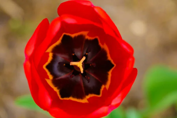 Vue Dessus Une Fleur Tulipe Fleurs Macro Photo Concentration Sélective — Photo