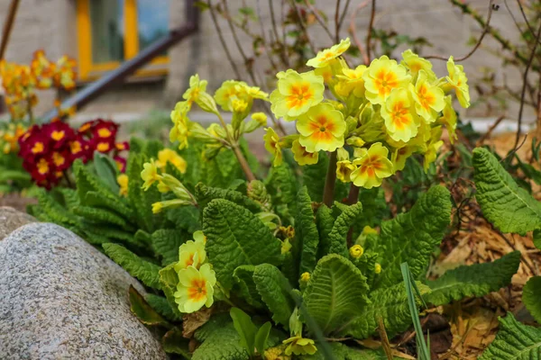 Flores Silvestres Primavera Primula Veris Cowslip Cowslip Comum Prímula Cowslip — Fotografia de Stock