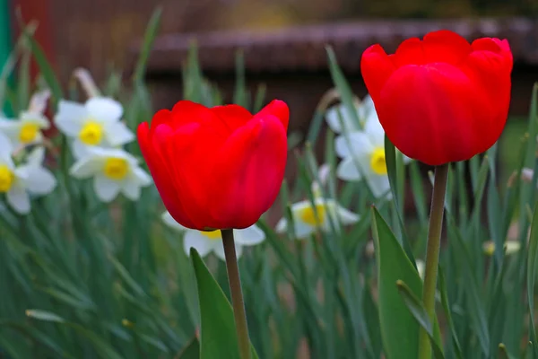 Молоді Яскраво Червоні Тюльпани Клумбі Вибірковий Фокус — стокове фото