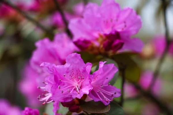 Hermosa Flor Rododendro Rojo Jardín Con Bokeh Mágico Hermoso Rojo —  Fotos de Stock