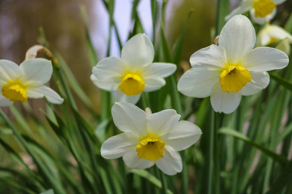 Floraison Printanière Jonquilles Blanches Dans Parc Jardin — Photo