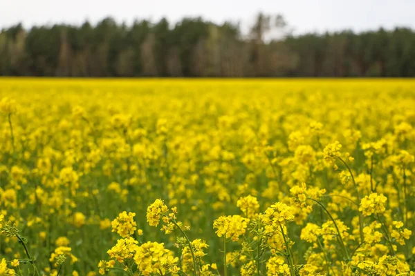 Yellow rape, rapeseed or canola field. Rapeseed field, Blooming canola flowers close up. Bright Yellow rapeseed oil. Flowering rapeseed