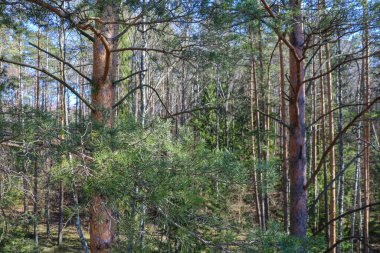 Güzel, genç, köknar ve çam ormanları. Seçici odak