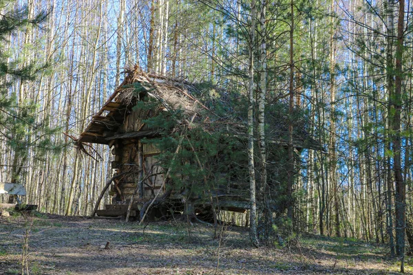 Old small wooden house in a spruce forest