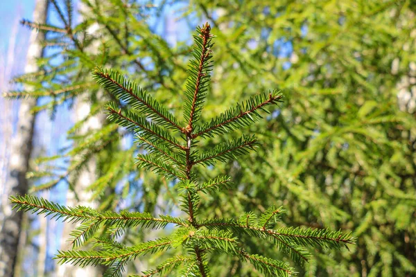 Vackra Unga Inte Tät Gran Och Tallskog Selektiv Inriktning — Stockfoto