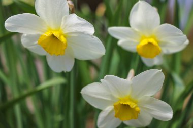 çiçek açan nergis Bahar park alanı