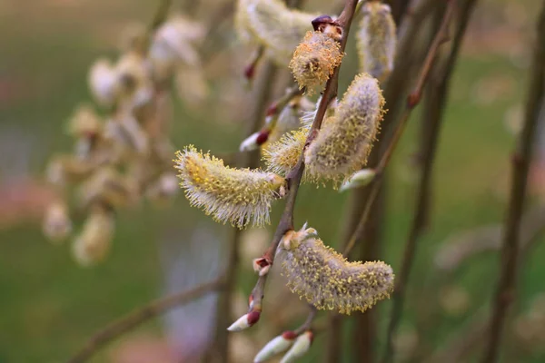 Branch Flowing Pussy Willows Selective Focus — Stock Photo, Image