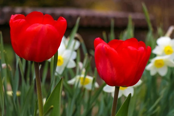 Молоді Яскраво Червоні Тюльпани Клумбі Вибірковий Фокус — стокове фото