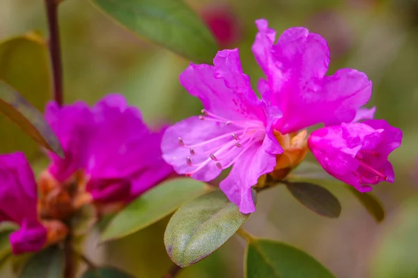 Flor Azalea Rosa Rhododendron Ponticum Enfoque Selectivo —  Fotos de Stock