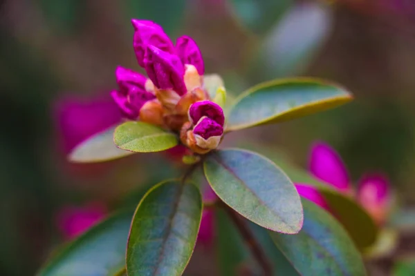 Hermosa Flor Rododendro Rojo Jardín Con Hermoso Bokeh —  Fotos de Stock