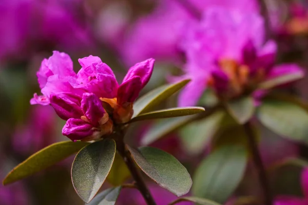 Fiori Viola Rosa Infiorescenza Rhododendron — Foto Stock