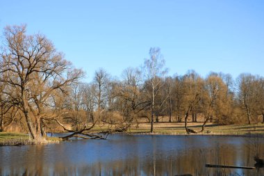 İlkbaharın başlarında gölün yanında güzel, genç ağaçlar