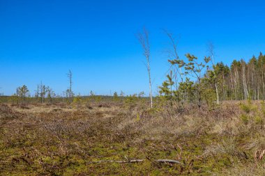 Genç ve güzel bir bataklık manzarası. Aşırı nem ve higrofili yaşam alanı örtüsüyle karakterize edilmiş bir arazi. Seçici odak