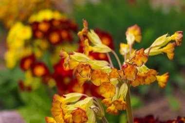 İlkbaharda çiçek tarhında Primrose veya primula vulgaris çiçekleri, seçici bir odak noktası