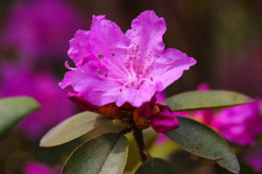 Blooming Pembe Rododendron, yakın plan, seçici odak doğa