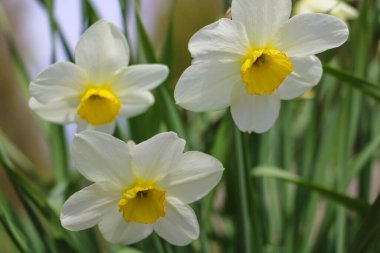 Baharda tarlada beyaz nergisler. Seçici odak