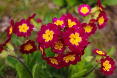 İlkbaharda çiçek tarhında Primrose veya primula vulgaris çiçekleri, seçici bir odak noktası