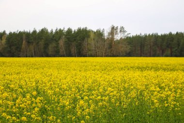 Bahar manzarası. Yağ tohumu tarlasında çekilmiş. Seçici odak