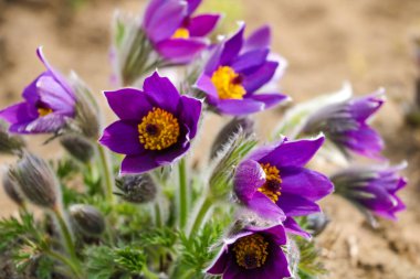 Güzel ilkbahar çiçeği timsahları parlak güneş ışığı altında çiçek açarlar. Seçici odak