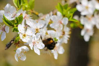 Baharda bahçede çiçek açan elma ağacı. Seçici odak