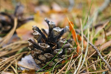 Küçük bir kozalak çimlerin üzerinde yatıyor. Seçici odak