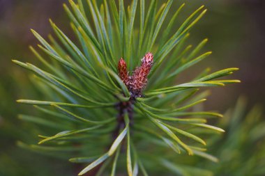 Genç kozalaklar ormanda bir çam dalında, seçici bir odak noktası.