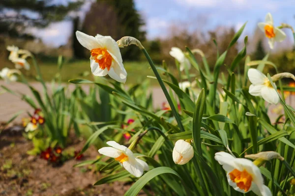 Daffodisl Wiosną Parku Ostrość Selektywna — Zdjęcie stockowe