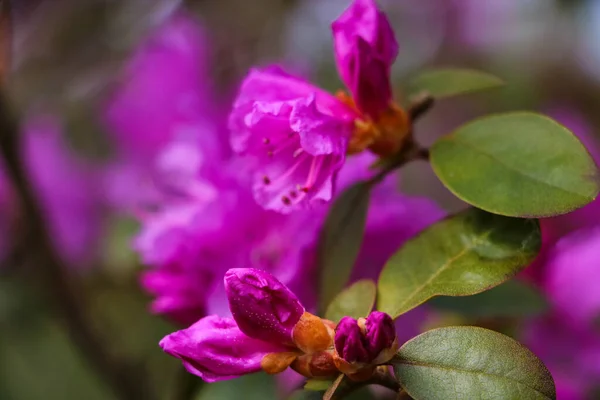 Póntico Flor Rododendro Rhododendron Ponticum Jardín Enfoque Selectivo —  Fotos de Stock