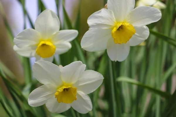 Des Jonquilles Blanches Dans Les Champs Printemps Concentration Sélective — Photo