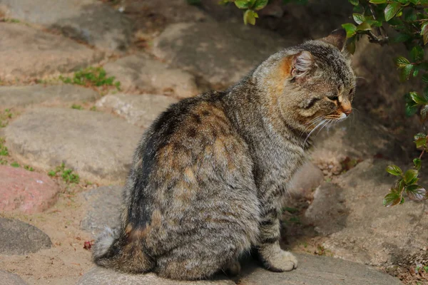 Szary Kot Pławiący Się Słońcu Selektywne Skupienie — Zdjęcie stockowe