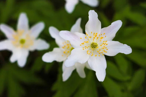 First Windflowers Growing Forest Selective Focus — Stock Photo, Image