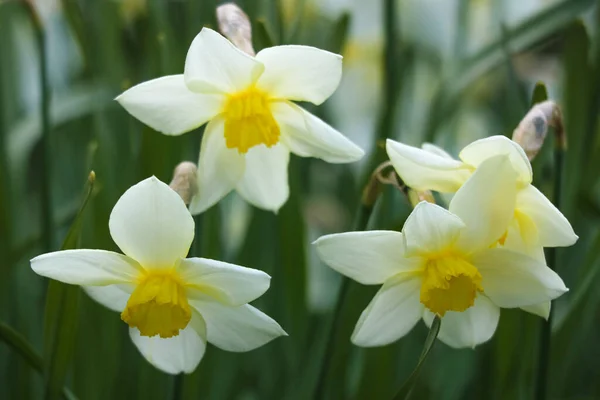 Fleur Printemps Jonquille Blanche Dans Parc Mise Point Sélective — Photo