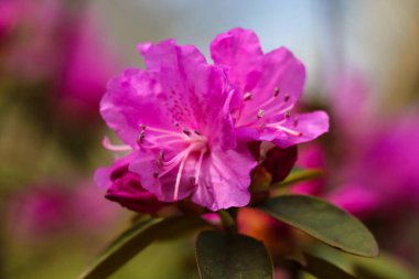 Bahçedeki güzel pembe Rhododendron. Seçici odak