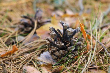 Çimenlerde küçük bir tümsek var ve yapraklar. Seçici odak