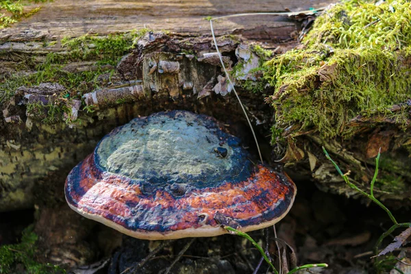 Champiñones Tronco Árbol Las Setas Crecen Principalmente Las Raíces Los — Foto de Stock