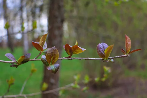 Rama Árboles Jóvenes Con Hojas Verdes Jardín Enfoque Selectivo — Foto de Stock