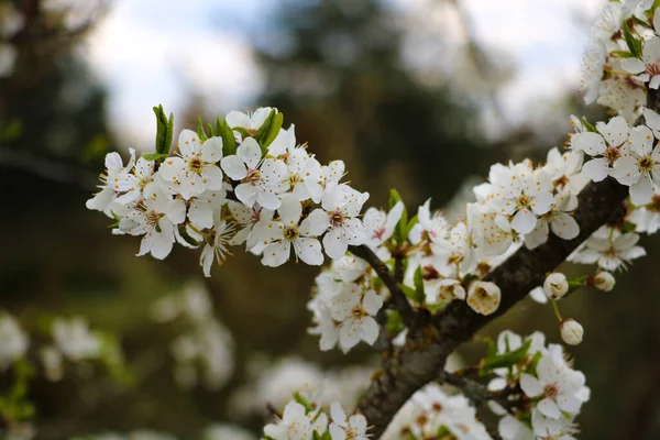 Las Flores Los Cerezos Florecen Día Primavera — Foto de Stock