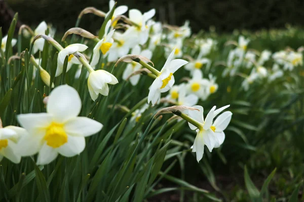 Dziedzinie Rozkwiecony Daffodils Park Wiosny — Zdjęcie stockowe