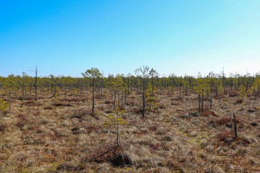 Genç ve güzel bir bataklık manzarası. Aşırı nem ve higrofili yaşam alanı örtüsüyle karakterize edilmiş bir arazi. Seçici odak