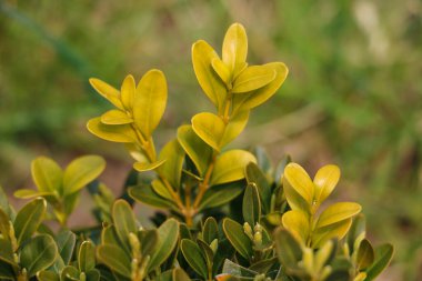 Tropik yapraklar. Renkli yapraklar. Yaprakların yeşil ve sarı renkleri, seçici odak