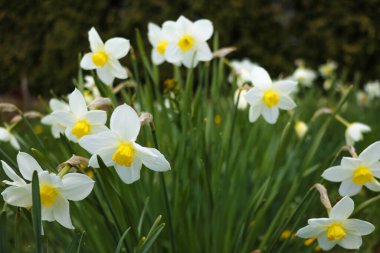 Parkta ya da bahçede beyaz nergis çiçeği açar