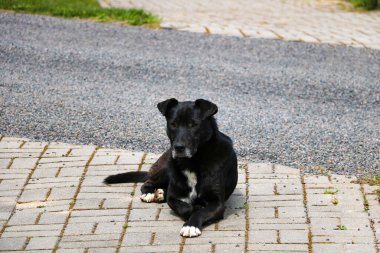 Evsiz siyah köpek kaldırım taşlarının üzerinde yatıyor. Seçici odak