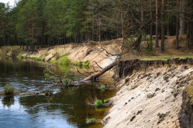 Nehrin dik kıyılarının manzarası. Orman büyüyor. Seçici odak