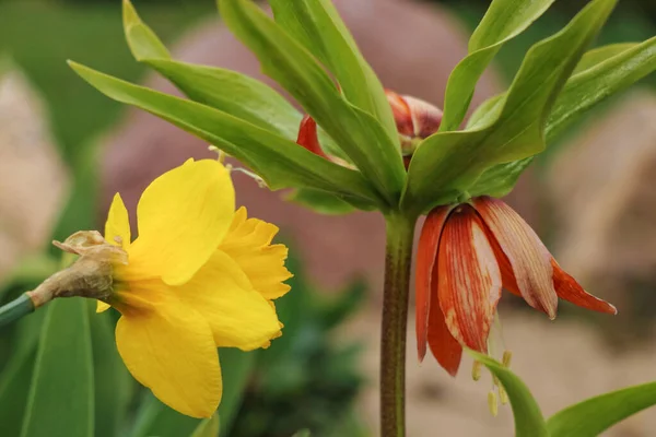 Желтый Цветок Нарцисса Крупным Планом Известный Narcissus Rupicola Dufour Селективный — стоковое фото